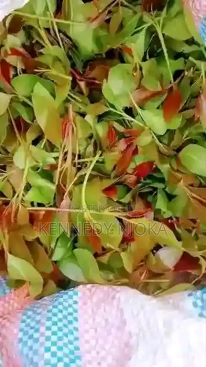 Muguka ,Miraa