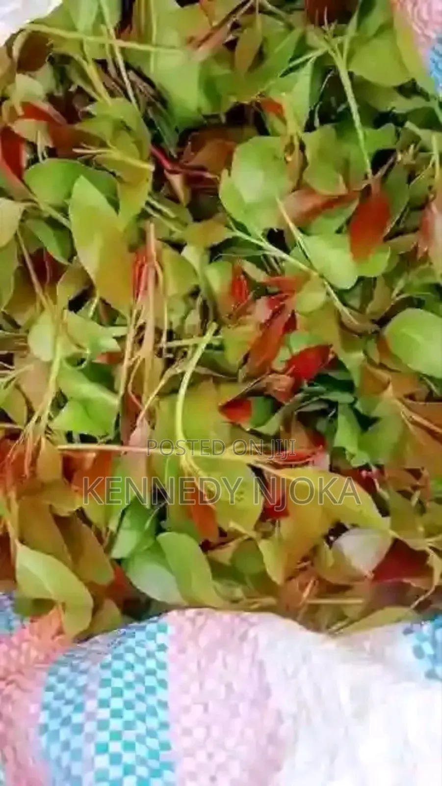 Muguka ,Miraa