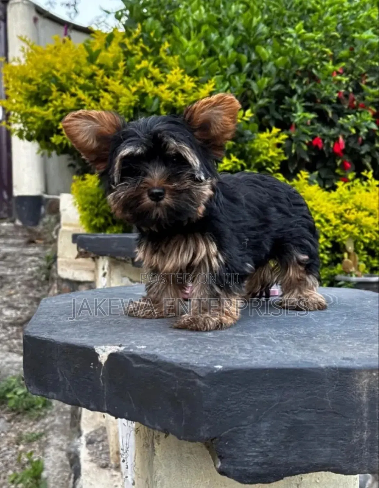 1-3 months Male Purebred Yorkshire Terrier