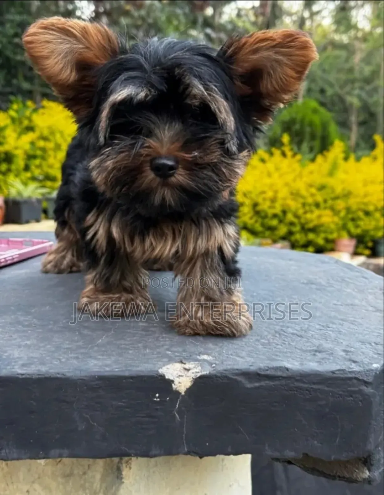 1-3 months Male Purebred Yorkshire Terrier