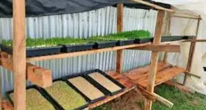 Hydrolic Fodder Plastic Tray