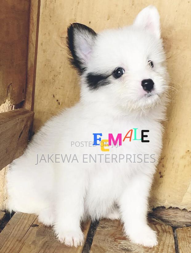 1-3 months Female Purebred Havanese