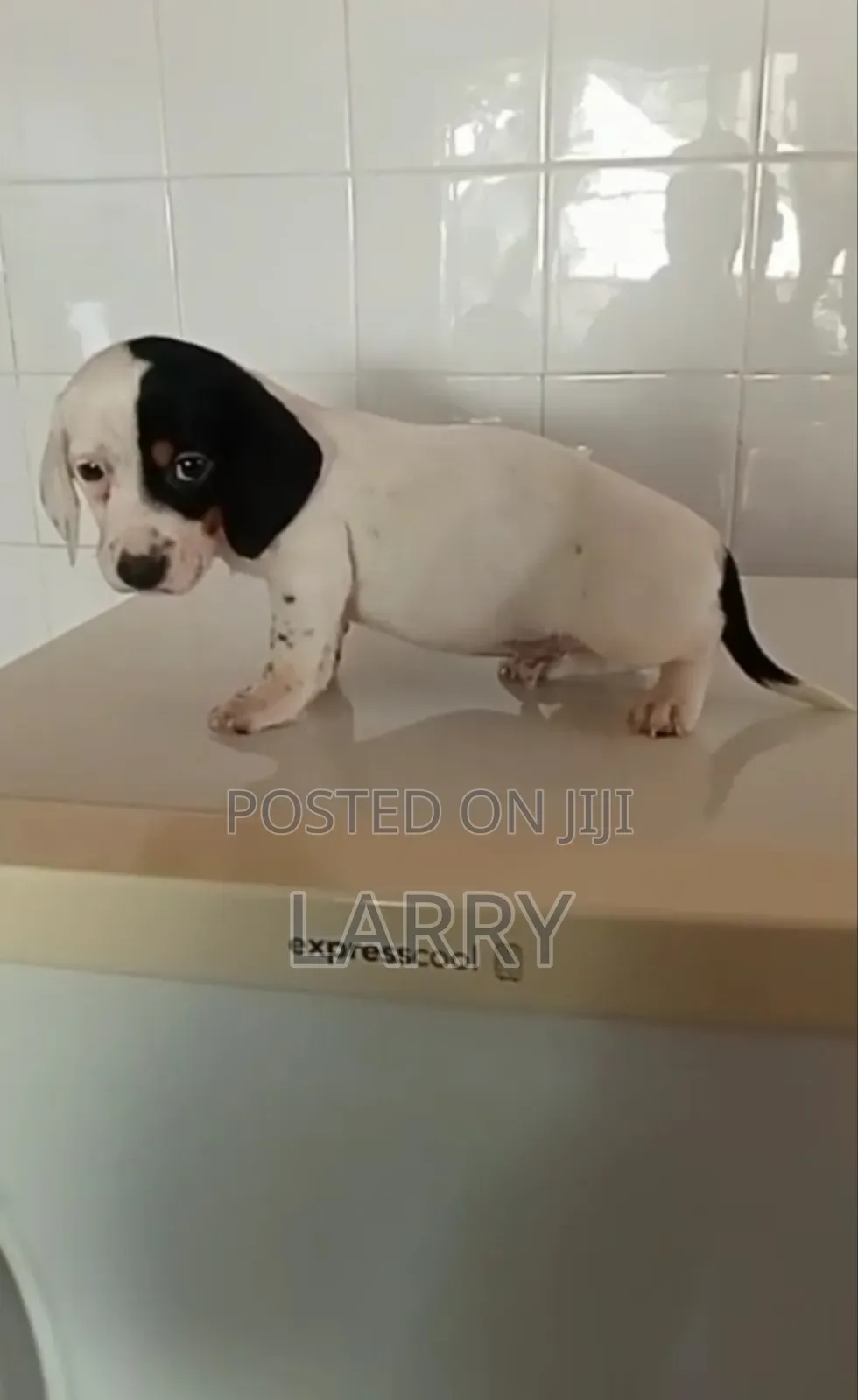 1+ year Female Purebred Basset Hound