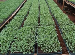 Module Trays