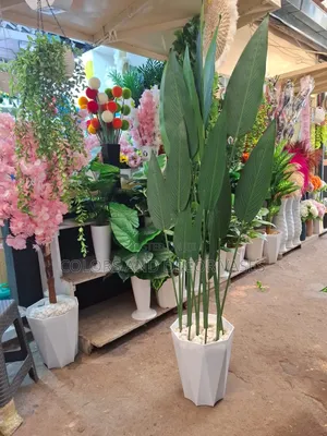 Birds Of Paradise Banana Plant And Vase In Stock
