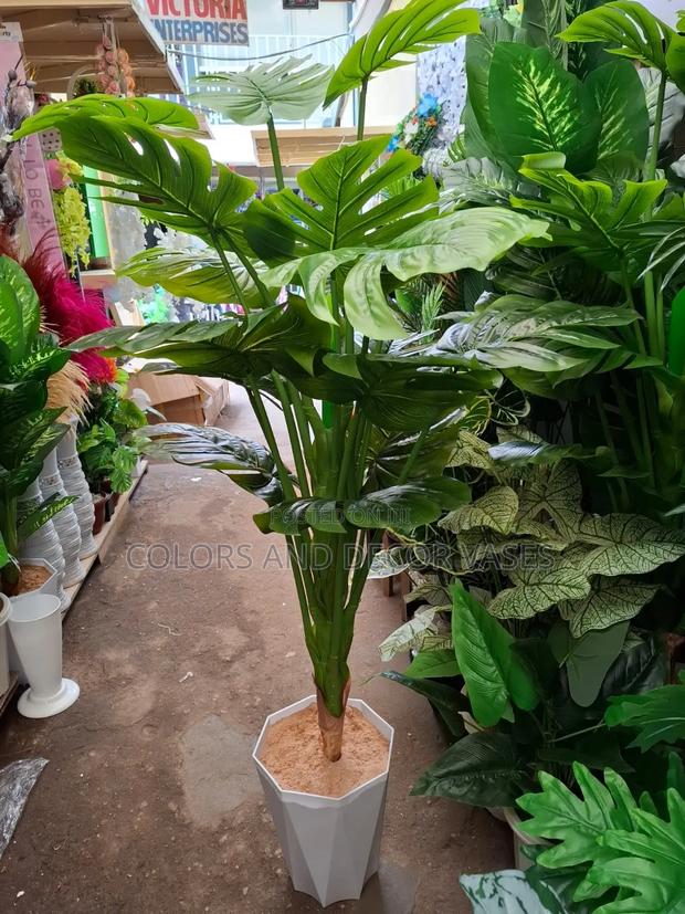 Monstera Plant Big With Vase - main view