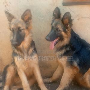 6-12 months Female Purebred German Shepherd - thumbnail 2