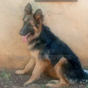 6-12 months Female Purebred German Shepherd