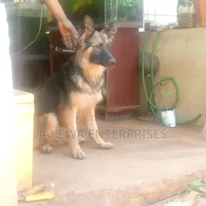 6-12 months Female Purebred German Shepherd