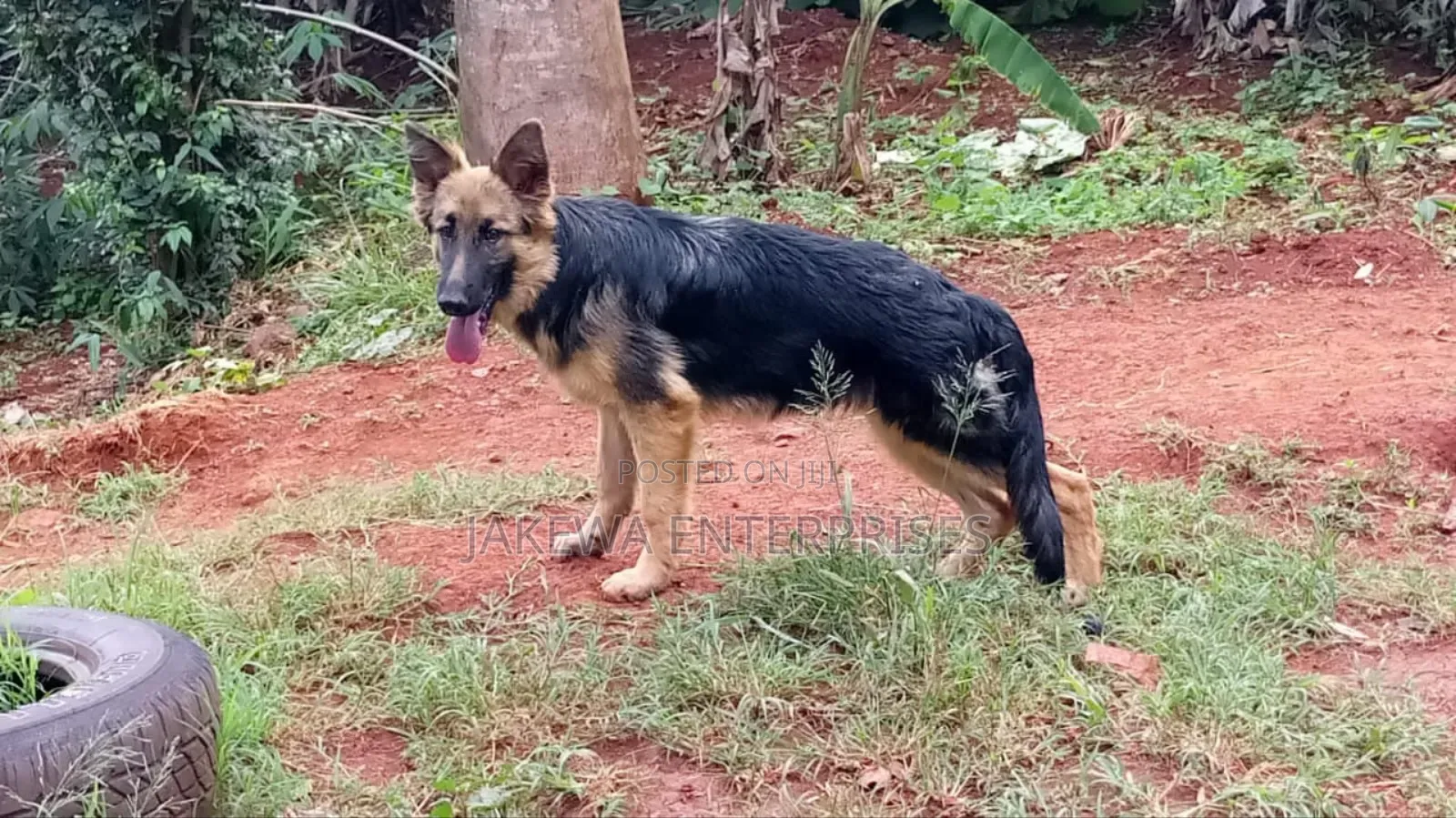 6-12 months Female Purebred German Shepherd