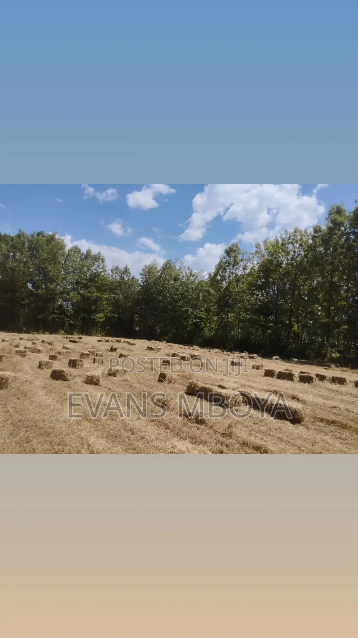 High Quality Dry Hay