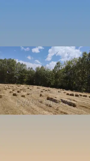 High Quality Dry Hay