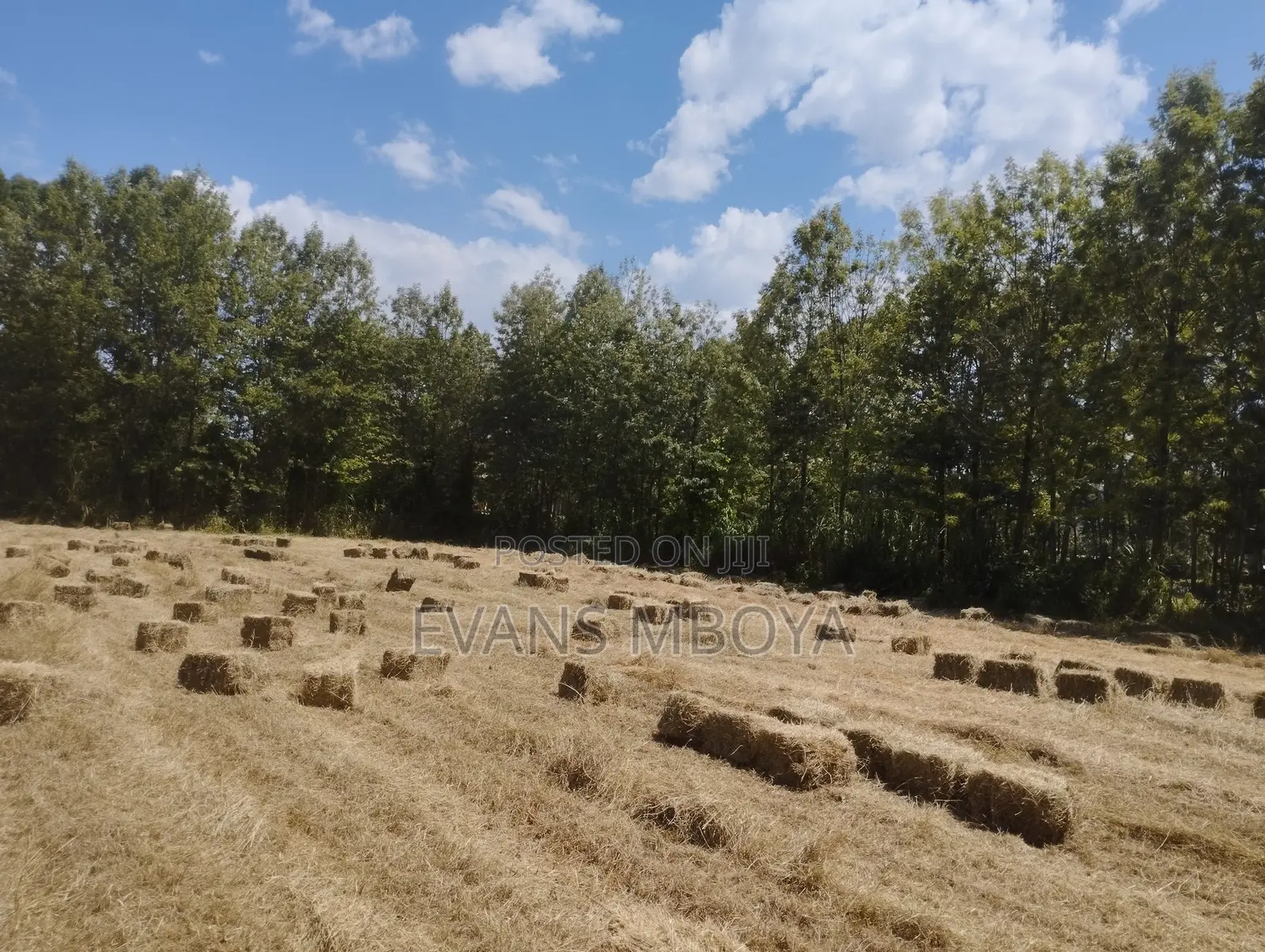 High Quality Dry Hay