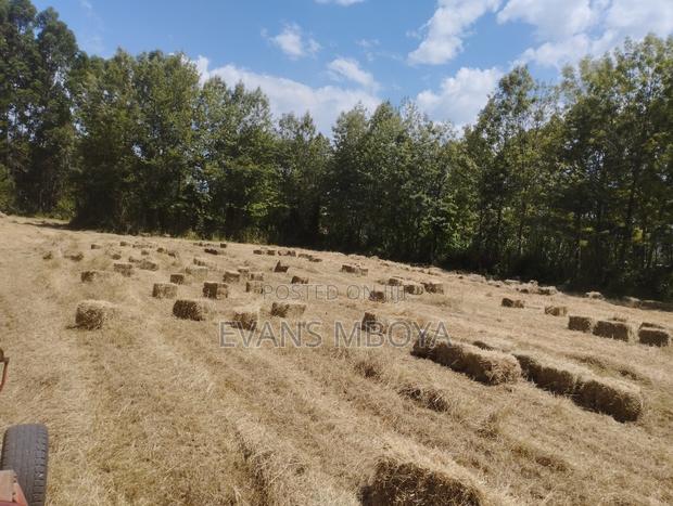 High Quality Dry Hay - thumbnail 4