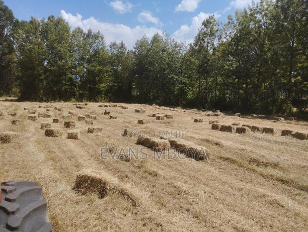 High Quality Dry Hay - thumbnail 6