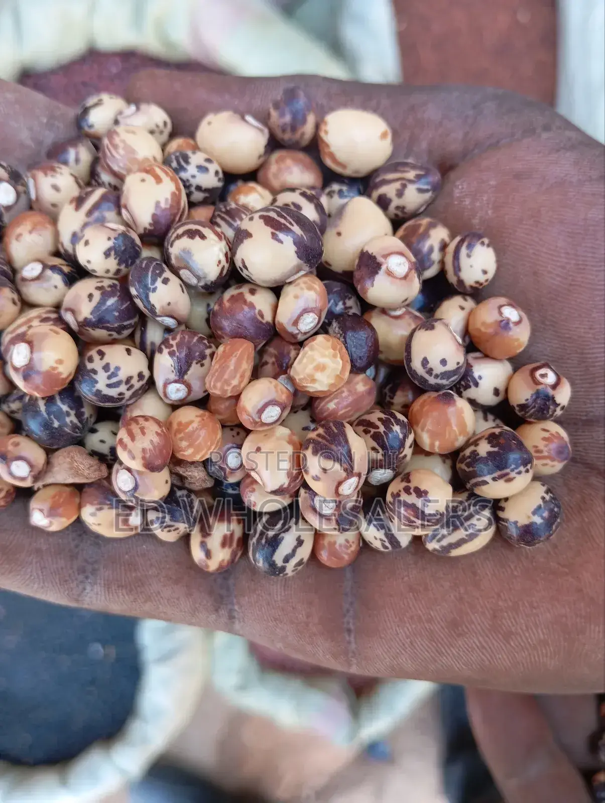 Bambara Groundnut