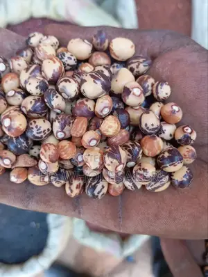 Bambara Groundnut