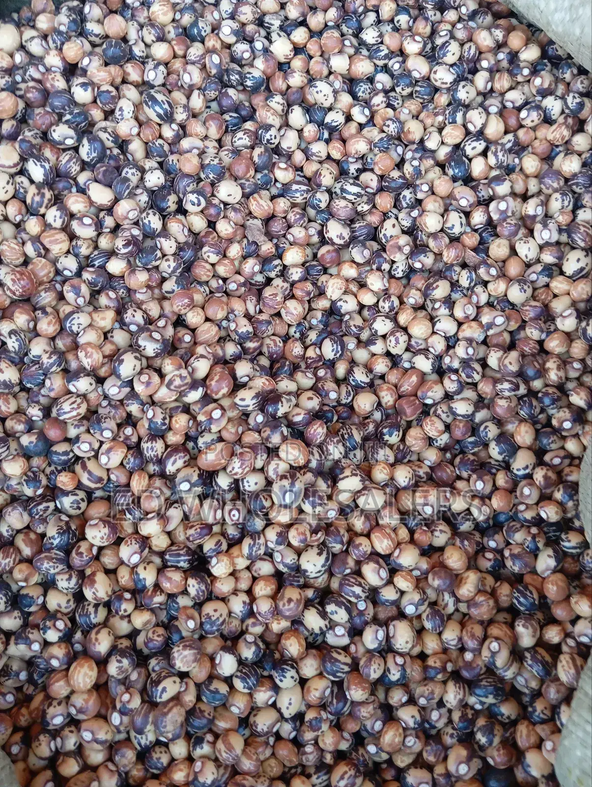 Bambara Groundnut