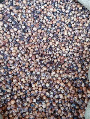 Bambara Groundnut