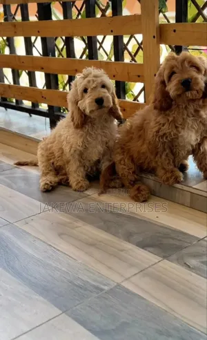 1-3 months Male Purebred Maltipoo