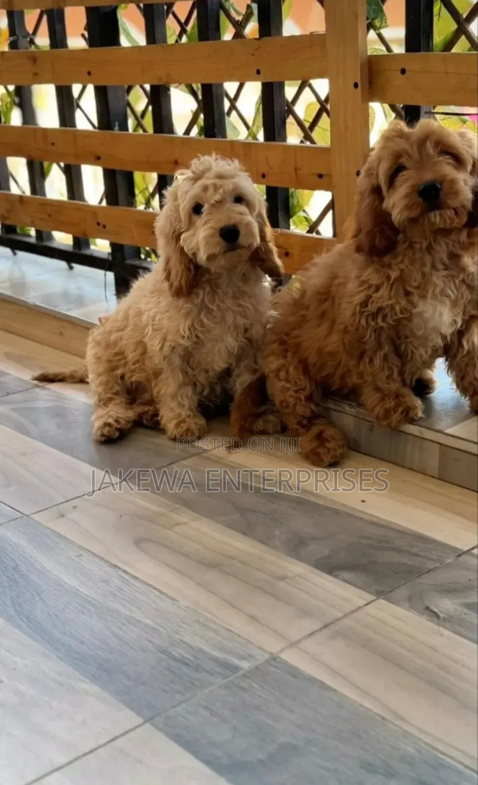 1-3 months Male Purebred Maltipoo