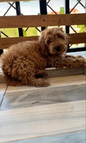 1-3 months Male Purebred Cockapoo