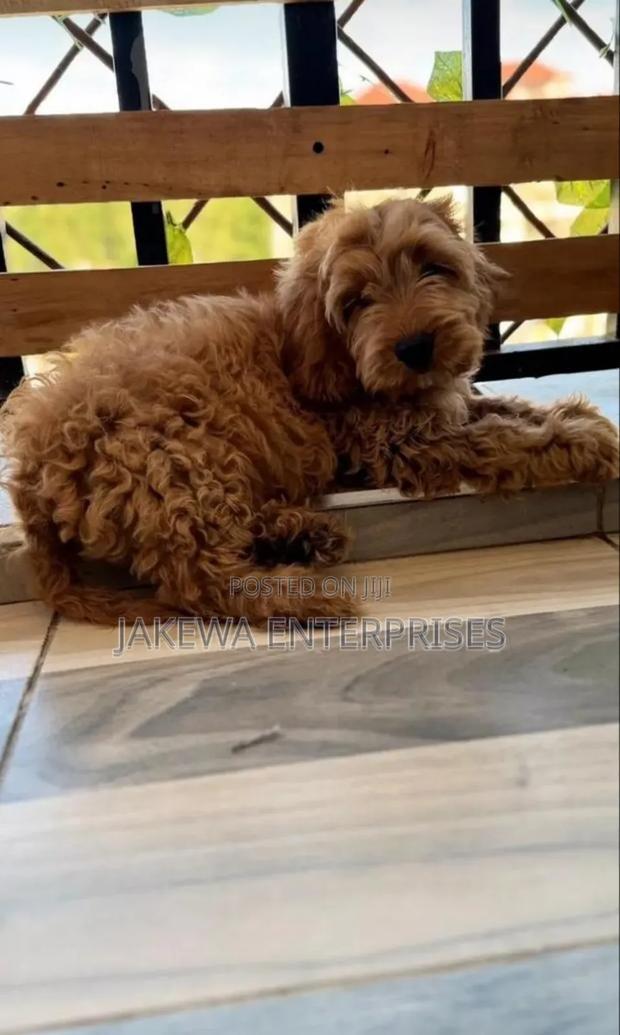 1-3 months Male Purebred Cockapoo - main view