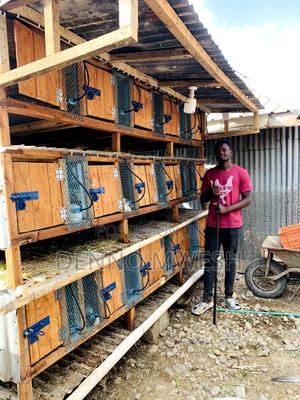 Rabbits /Hybrid - thumbnail 2