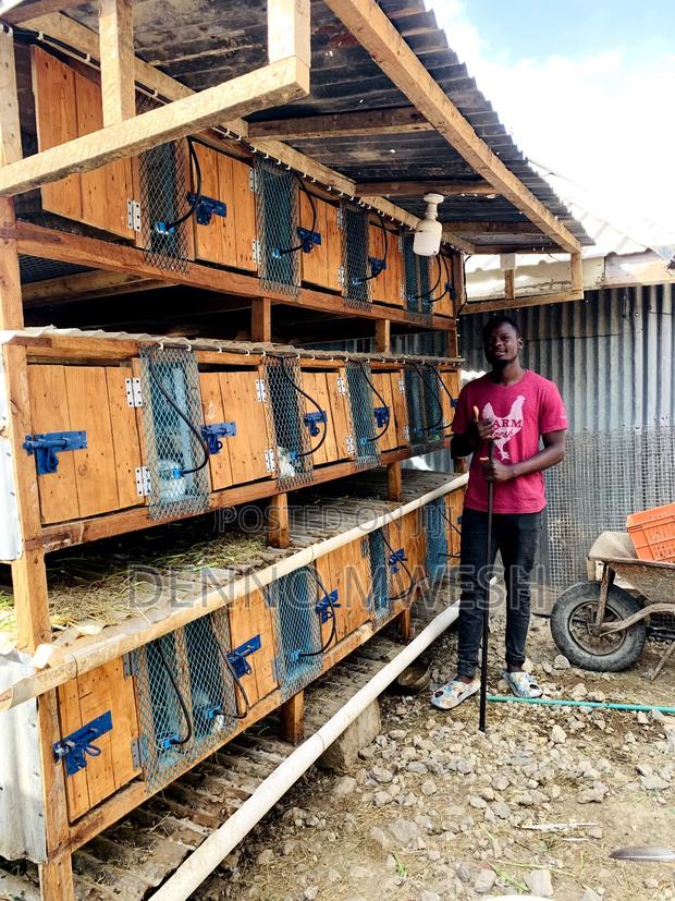 Rabbits /Hybrid - main view