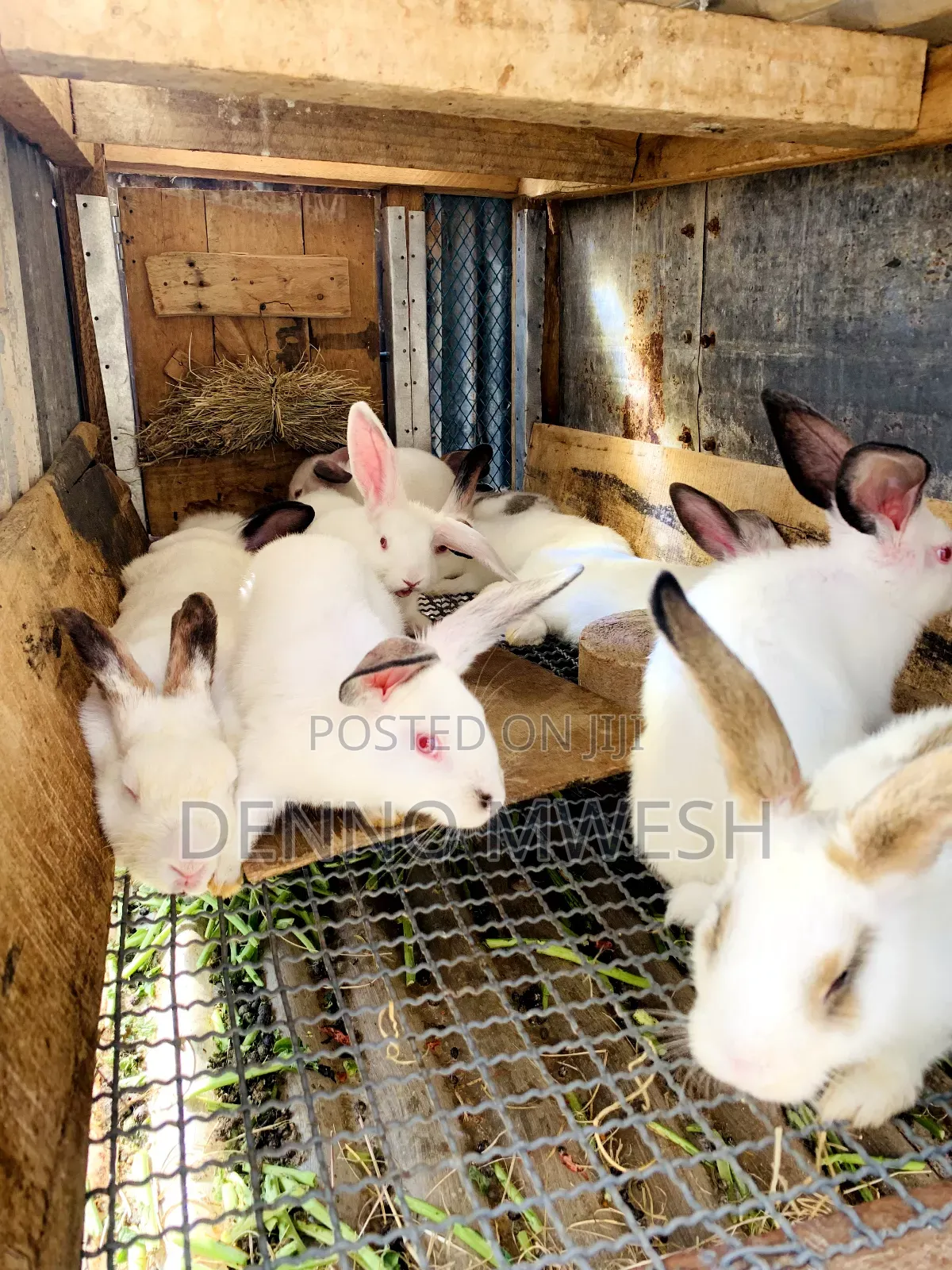 Rabbits /Hybrid