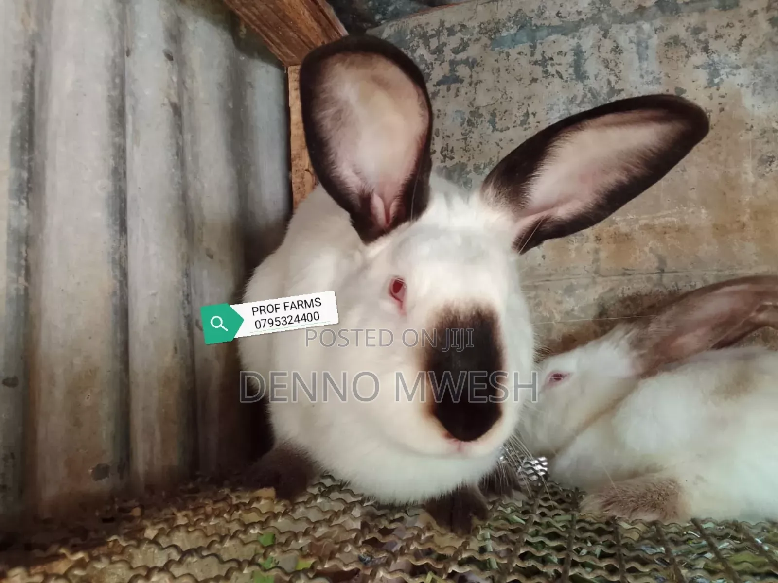 Rabbits /Hybrid