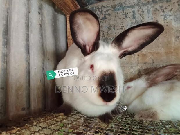 Rabbits /Hybrid - thumbnail 20