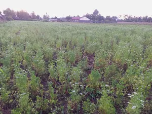 One Acre for Sale in Wanyororo Lanet