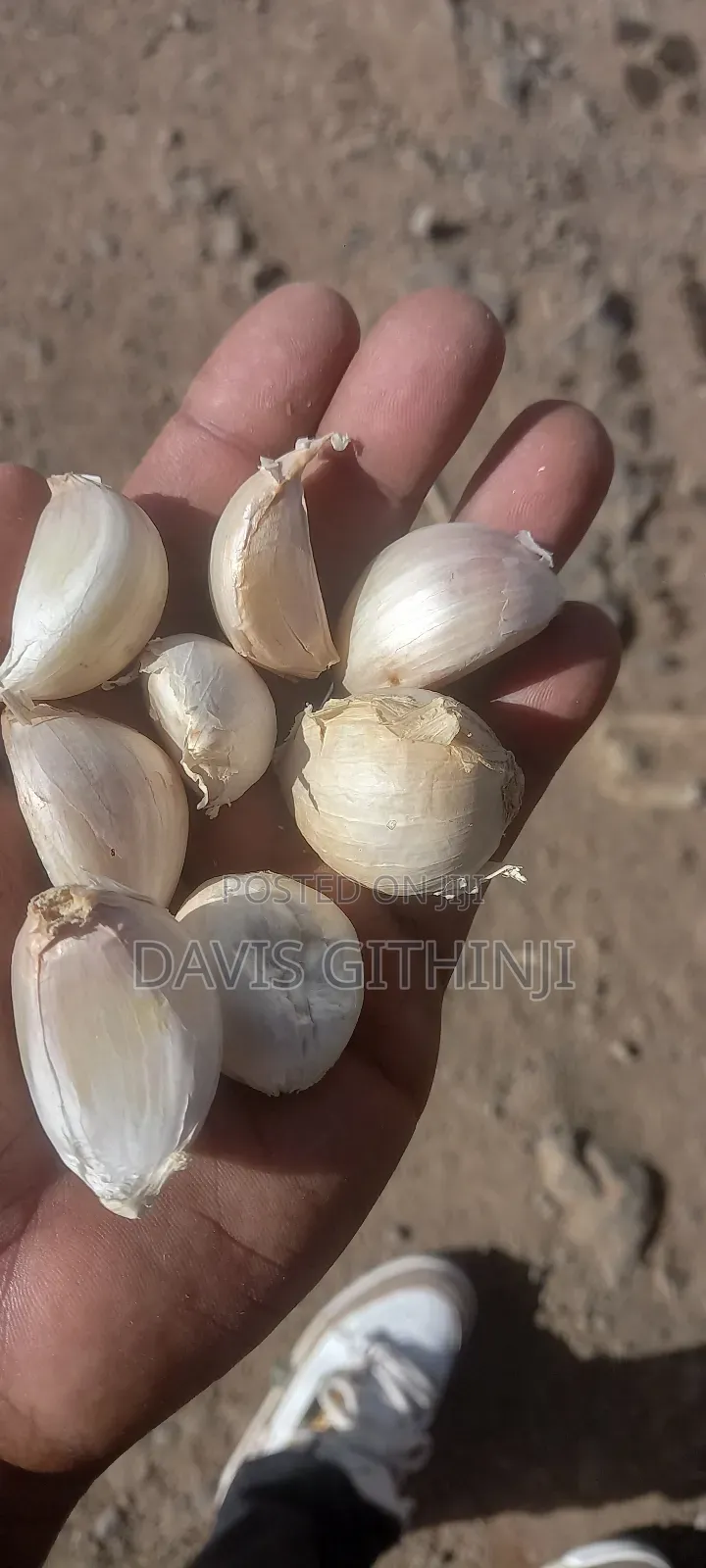 Rwanda Garlic Seeds