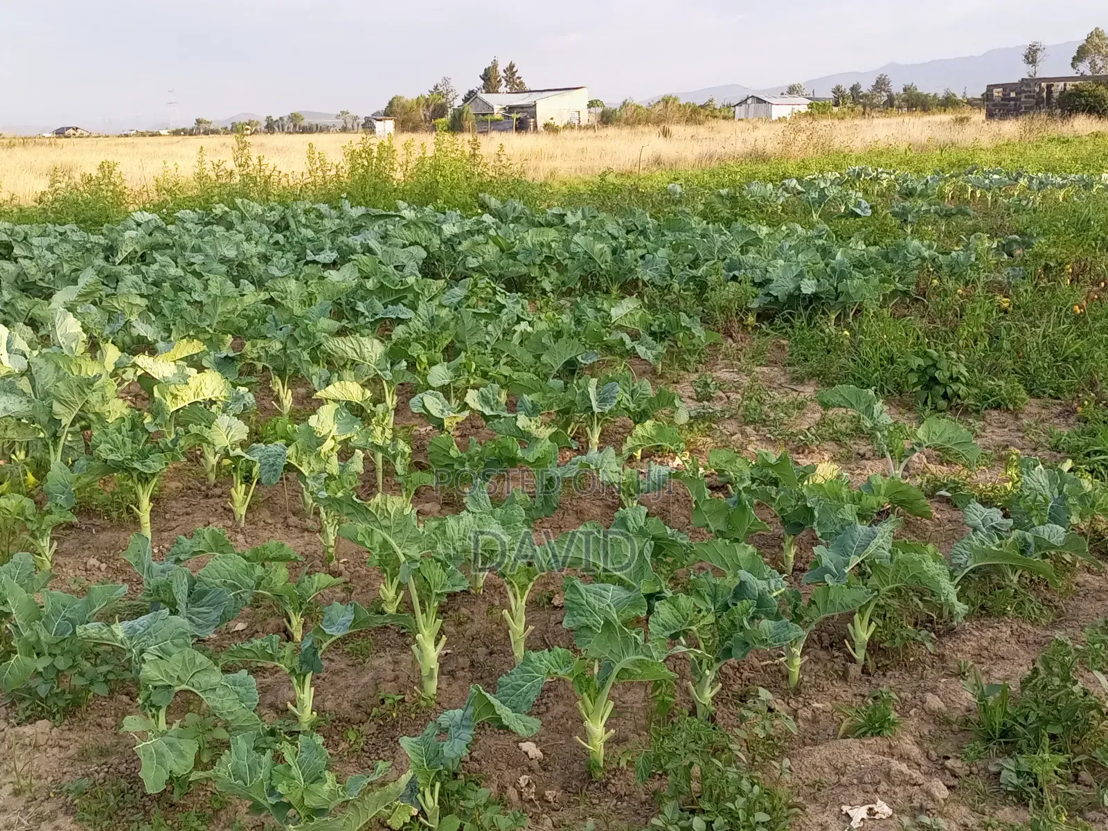 Plot for Sale in Mutaita (Oljorai Elmentaita)