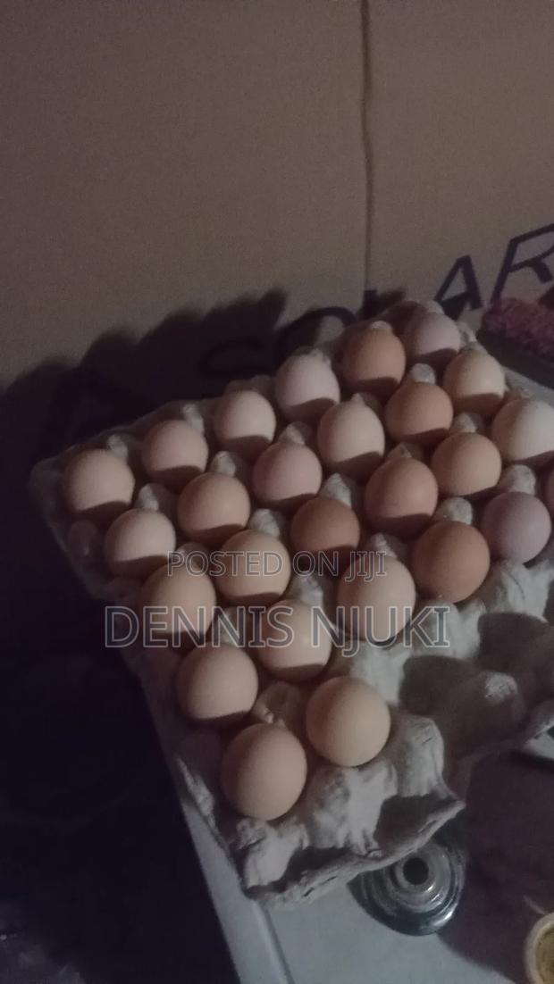Brahma Chicken Eggs - thumbnail 8