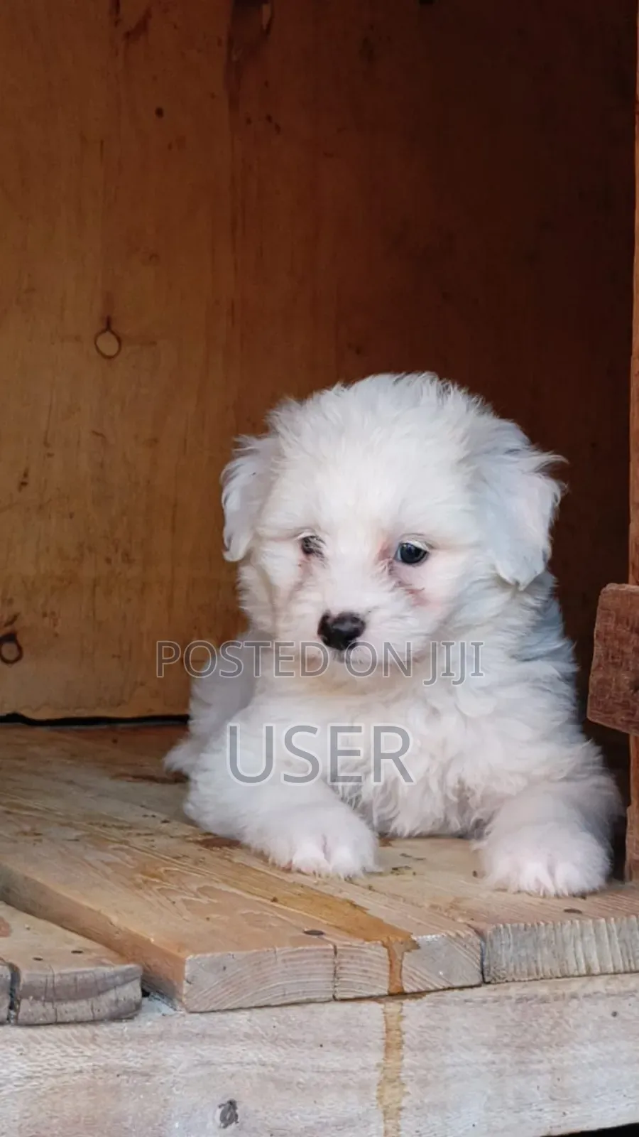 1-3 months Female Purebred Havanese
