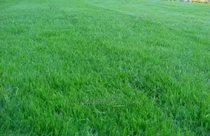 Maadi River Grass (Bermuda)