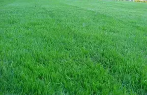Maadi River Grass (Bermuda)