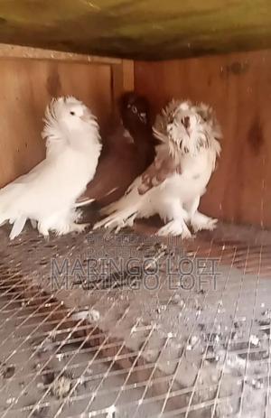 American Saint - thumbnail 2