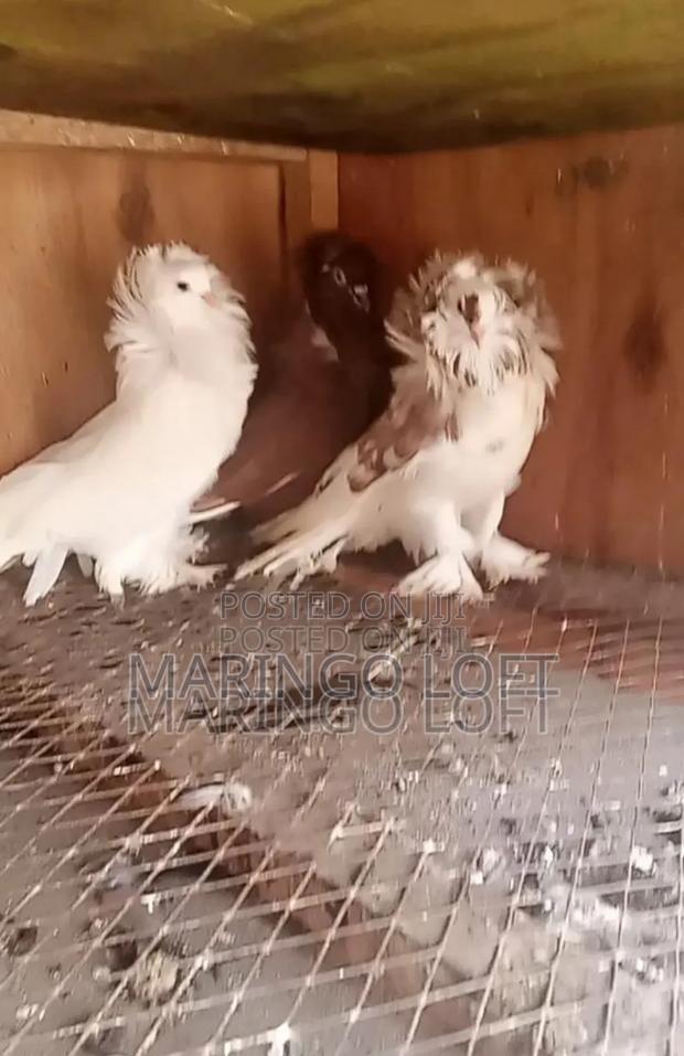 American Saint - main view