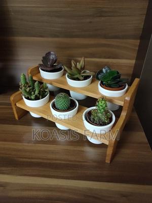 Six Pack Succulents and Cactus - main view