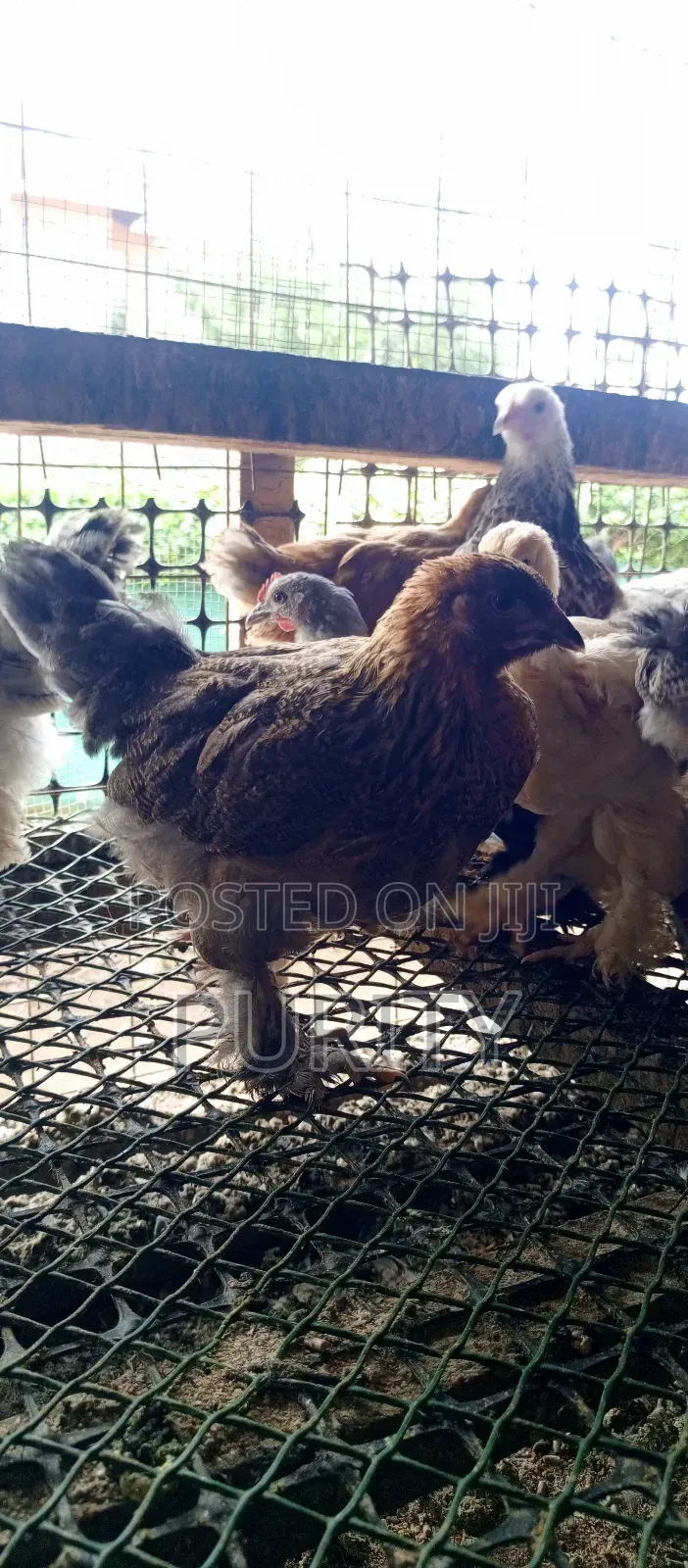 Brahama Chicks