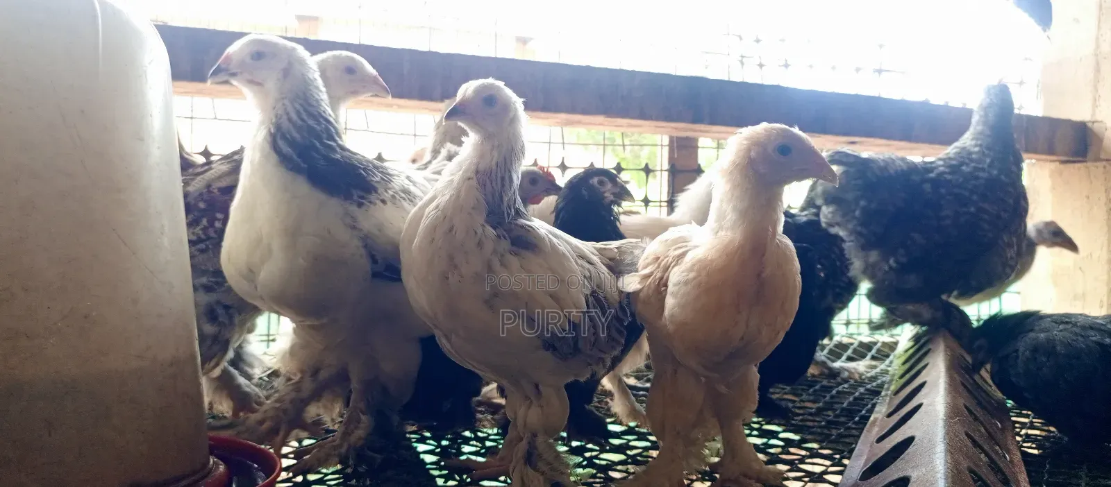 Brahama Chicks