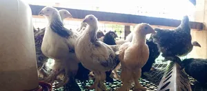 Brahama Chicks
