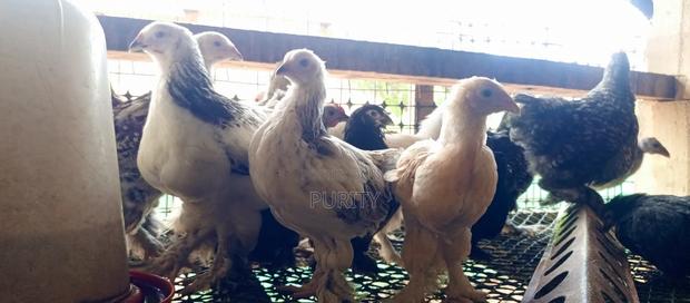 Brahama Chicks - thumbnail 4