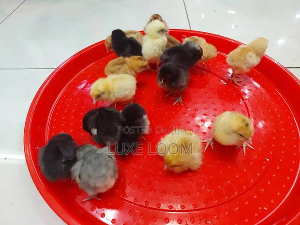 Chicken Feeder Tray - main view