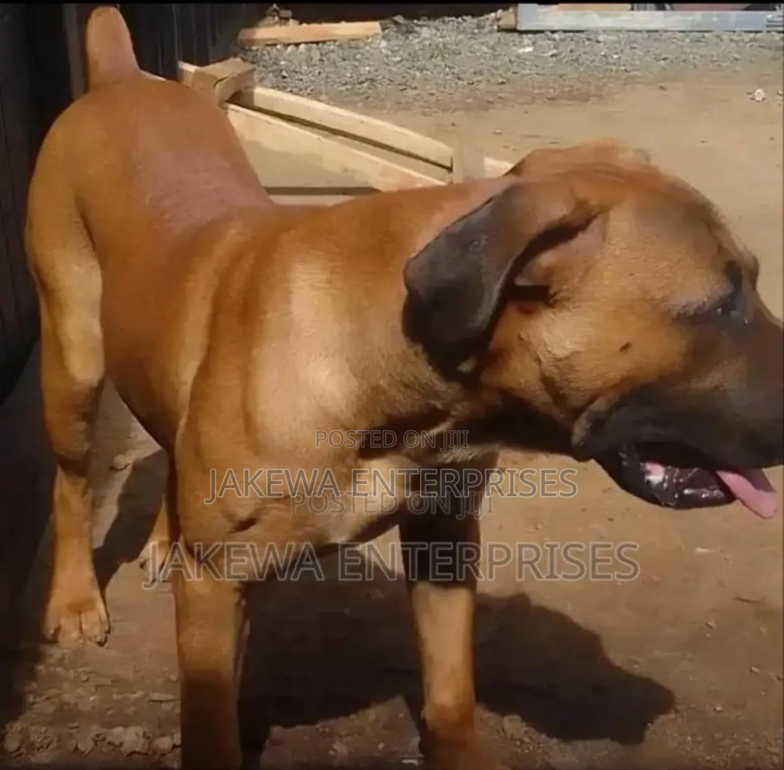 6-12 months Female Purebred Boerboel