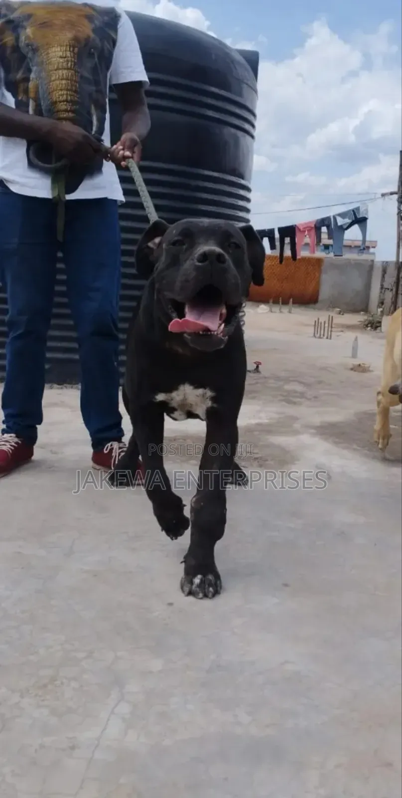 1+ year Male Purebred Boerboel