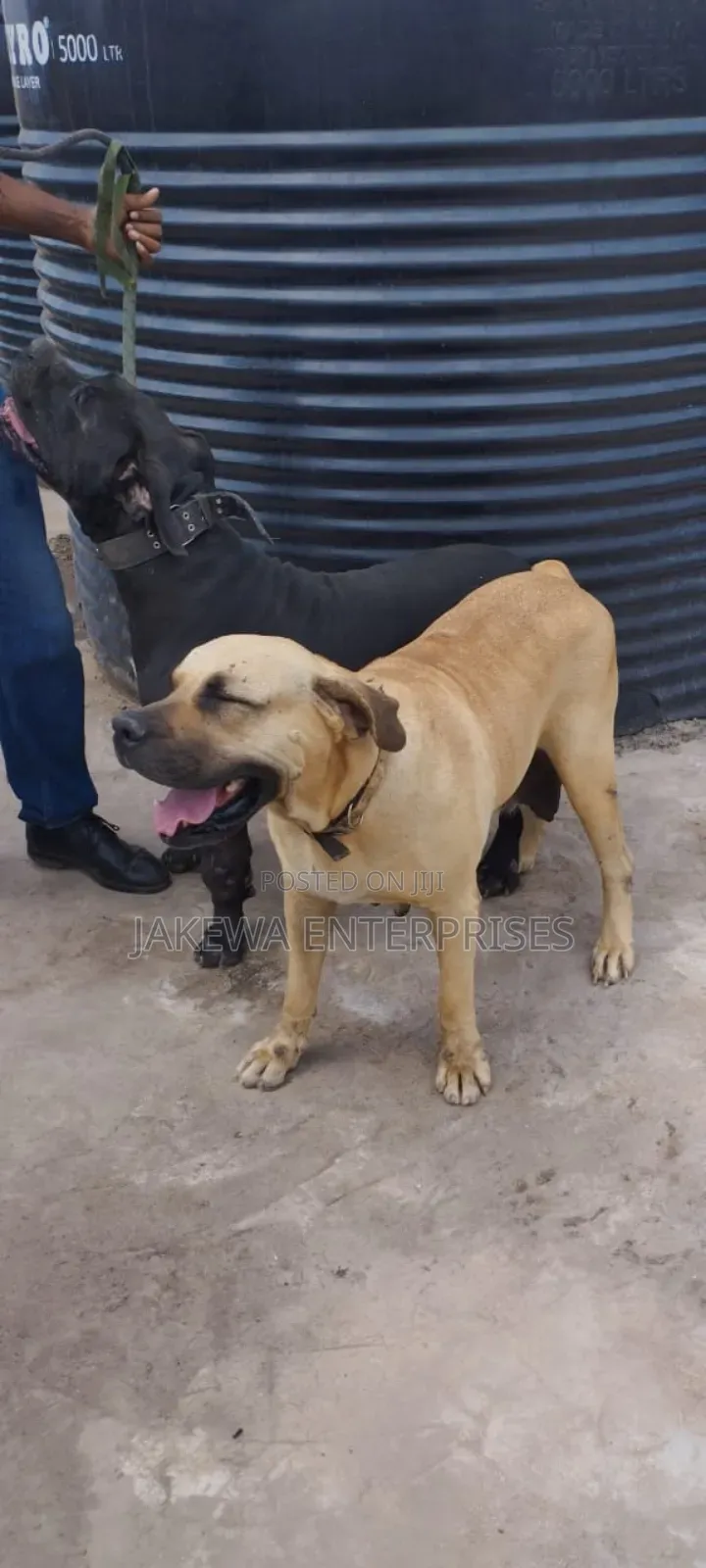 1+ year Female Purebred Boerboel